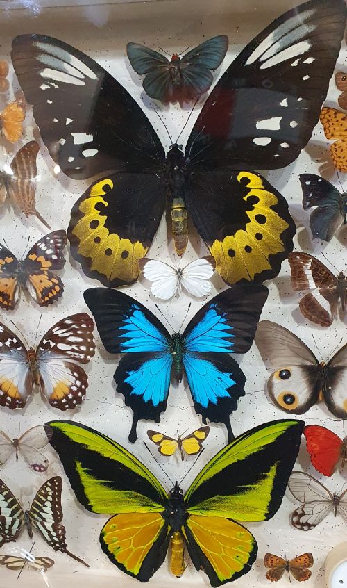 ANTIQUE CASED BUTTERFLY COLLECTION SOME RARE SPECIES C1930 - ADDITIONAL PHOTO 3