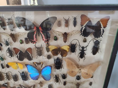 COLLECTION OF BUTTERFLIES AND OTHER INSECTS NATURAL HISTORY COLLECTION C1930 - ADDITIONAL PHOTO 2
