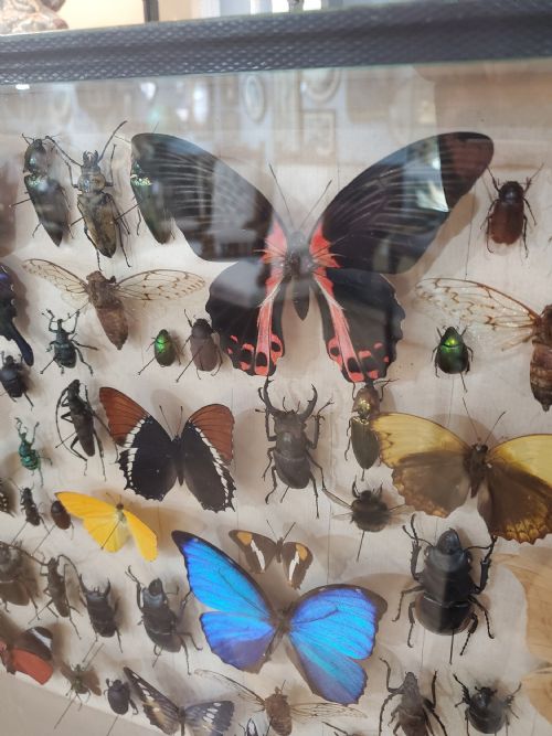 COLLECTION OF BUTTERFLIES AND OTHER INSECTS NATURAL HISTORY COLLECTION C1930 - ADDITIONAL PHOTO 4