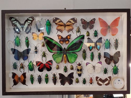 stunning collection of butterflies and other insects c1930s - CATEGORY: ANTIQUE MISCELLANEOUS - DATED 1930