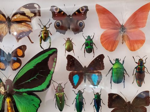 STUNNING COLLECTION OF BUTTERFLIES AND OTHER INSECTS C1930S - ADDITIONAL PHOTO 2