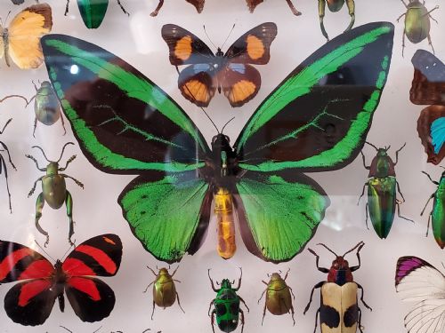 STUNNING COLLECTION OF BUTTERFLIES AND OTHER INSECTS C1930S - ADDITIONAL PHOTO 4