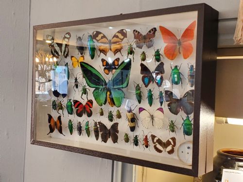 STUNNING COLLECTION OF BUTTERFLIES AND OTHER INSECTS C1930S - ADDITIONAL PHOTO 7