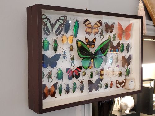 STUNNING COLLECTION OF BUTTERFLIES AND OTHER INSECTS C1930S - ADDITIONAL PHOTO 8