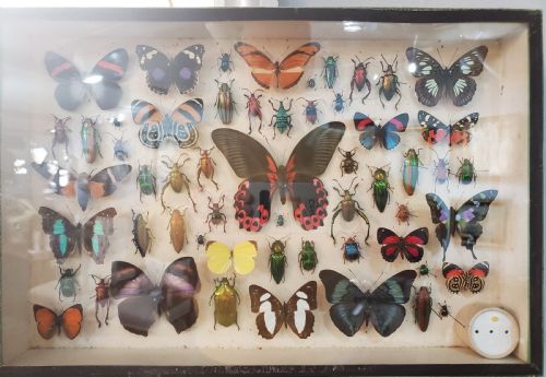 stunning collection of butterflies and other insects c1930s - CATEGORY: ANTIQUE MISCELLANEOUS - DATED 1930