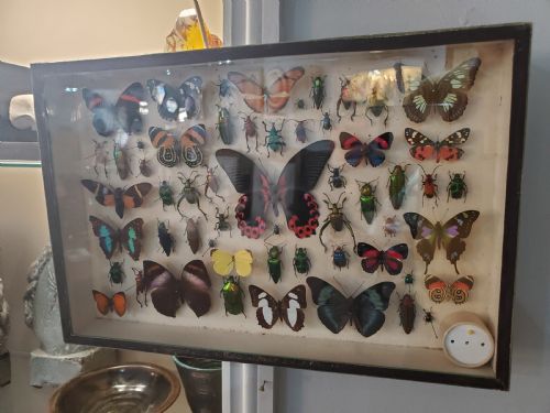 STUNNING COLLECTION OF BUTTERFLIES AND OTHER INSECTS C1930S - ADDITIONAL PHOTO 7