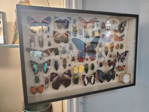 STUNNING COLLECTION OF BUTTERFLIES AND OTHER INSECTS C1930S - ADDITIONAL PHOTO 8