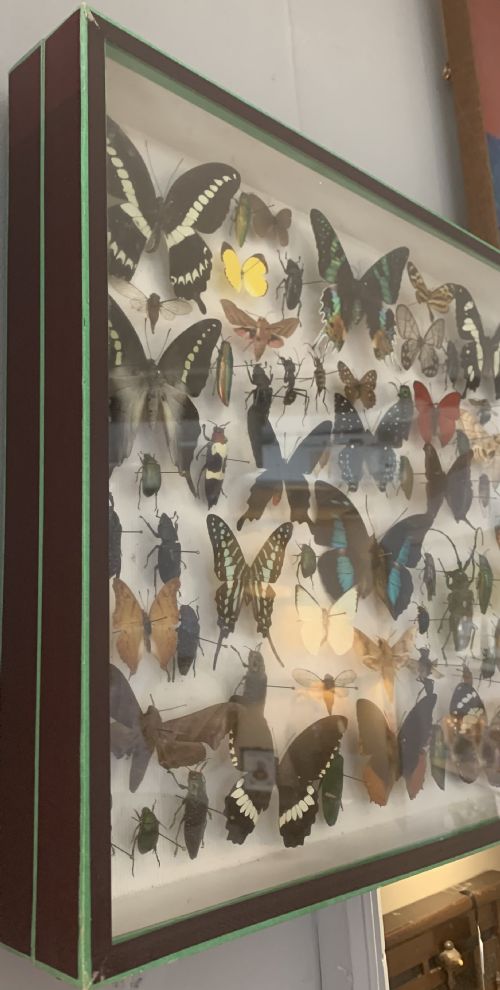 STUNNING COLLECTION OF BUTTERFLIES AND OTHER INSECTS C1930 - ADDITIONAL PHOTO 1