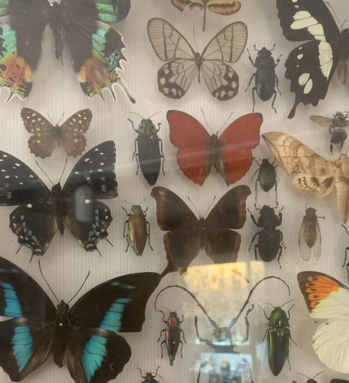 STUNNING COLLECTION OF BUTTERFLIES AND OTHER INSECTS C1930 - ADDITIONAL PHOTO 2