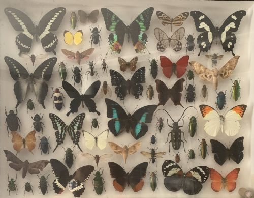 STUNNING COLLECTION OF BUTTERFLIES AND OTHER INSECTS C1930 - ADDITIONAL PHOTO 4