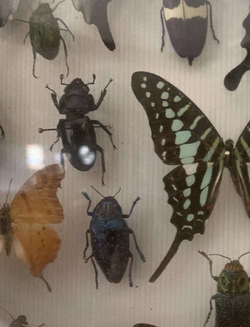 STUNNING COLLECTION OF BUTTERFLIES AND OTHER INSECTS C1930 - ADDITIONAL PHOTO 5