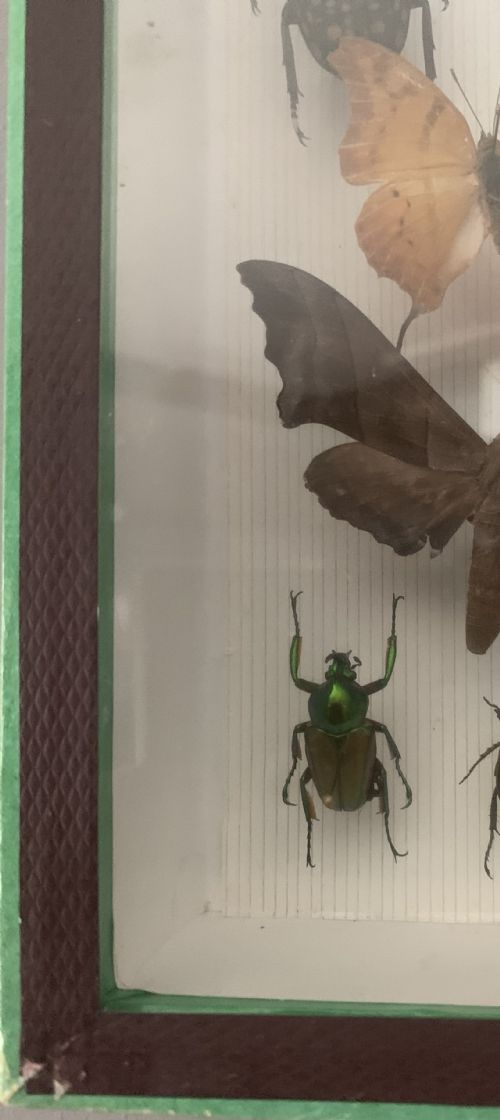STUNNING COLLECTION OF BUTTERFLIES AND OTHER INSECTS C1930 - ADDITIONAL PHOTO 8