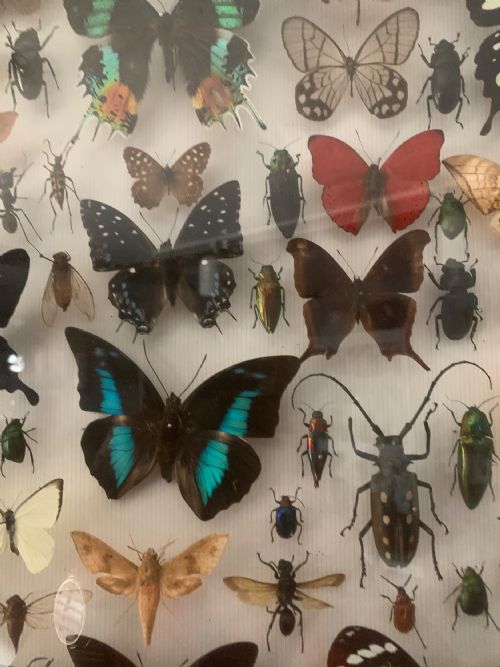STUNNING COLLECTION OF BUTTERFLIES AND OTHER INSECTS C1930 - ADDITIONAL PHOTO 6