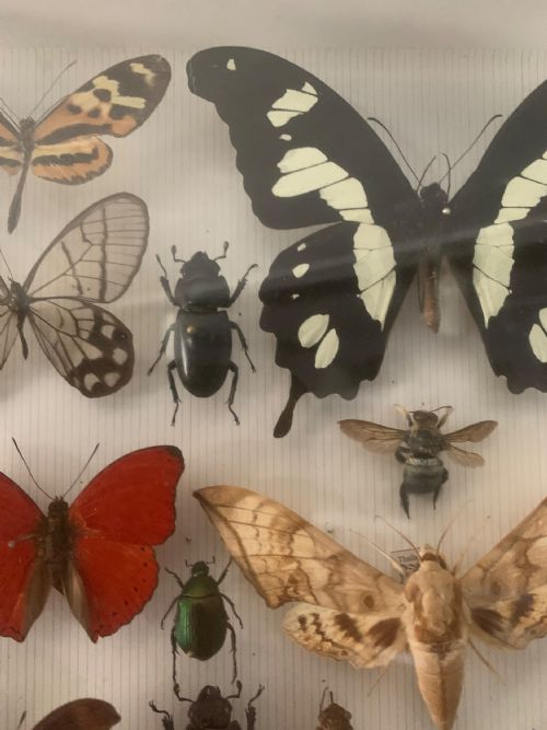STUNNING COLLECTION OF BUTTERFLIES AND OTHER INSECTS C1930 - ADDITIONAL PHOTO 7