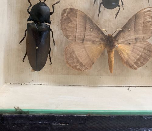 COLLECTION OF BUTTERFLIES AND OTHER INSECTS NATURAL HISTORY COLLECTION C1930 - ADDITIONAL PHOTO 3