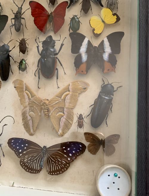 COLLECTION OF BUTTERFLIES AND OTHER INSECTS NATURAL HISTORY COLLECTION C1930 - ADDITIONAL PHOTO 5