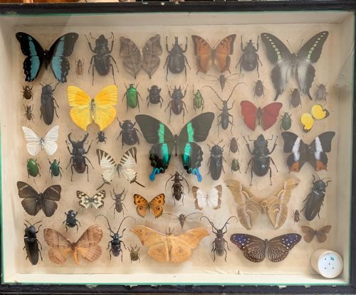 collection of butterflies and other insects natural history collection c1930 - CATEGORY: ANTIQUE MISCELLANEOUS - DATED 1930