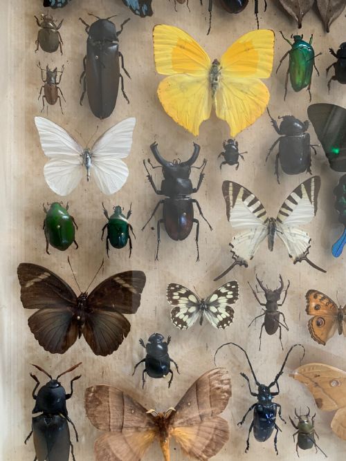 COLLECTION OF BUTTERFLIES AND OTHER INSECTS NATURAL HISTORY COLLECTION C1930 - ADDITIONAL PHOTO 4