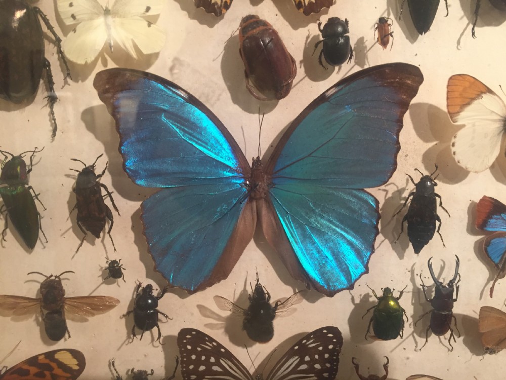 Collection of Butterflies and Other Insects c.1930 View II