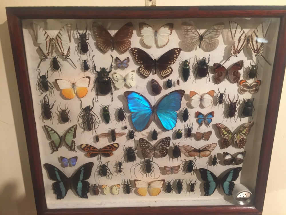 Collection of Butterflies and Other Insects c.1930