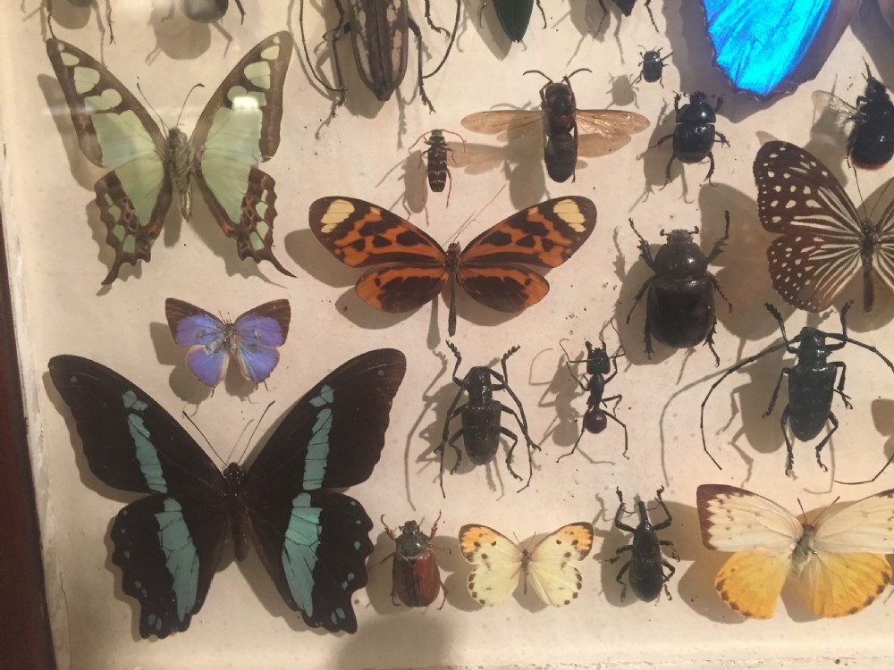 Collection of Butterflies and Other Insects c.1930 View III