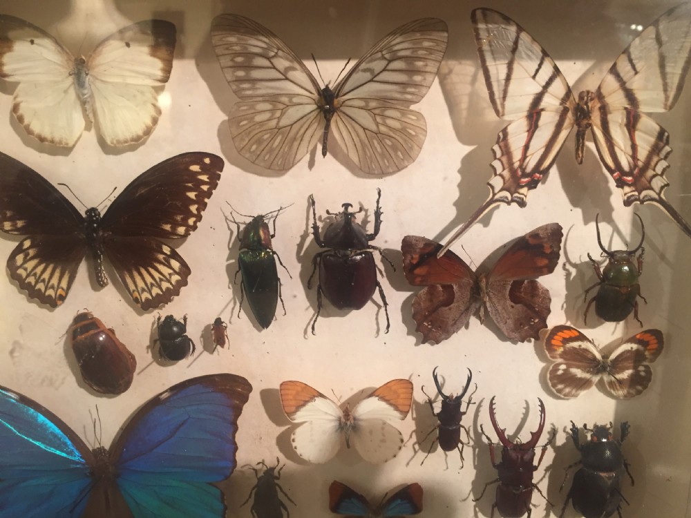 Collection of Butterflies and Other Insects c.1930 View V