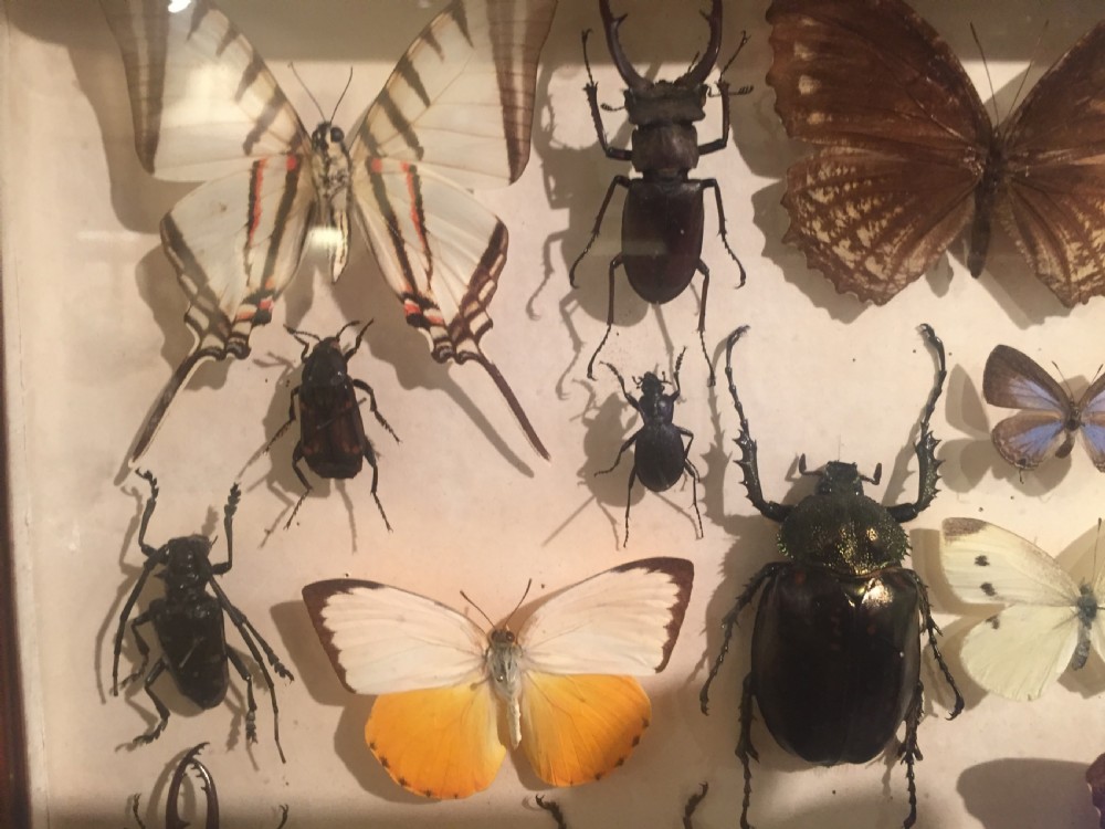 Collection of Butterflies and Other Insects c.1930 View VI