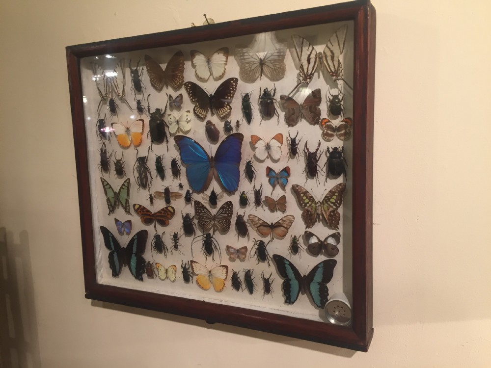 Collection of Butterflies and Other Insects c.1930 View VII