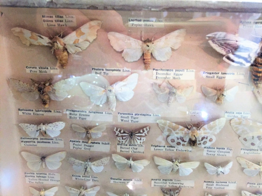 Early 20th Century Collection of Moths c.1910 View II