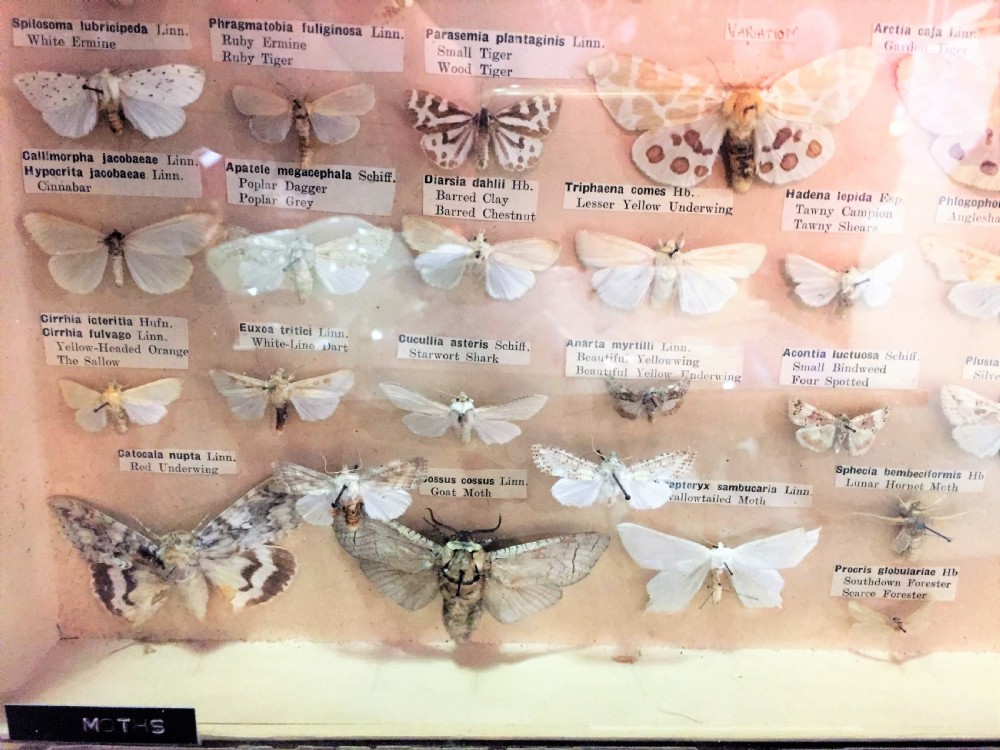 Early 20th Century Collection of Moths c.1910 View III