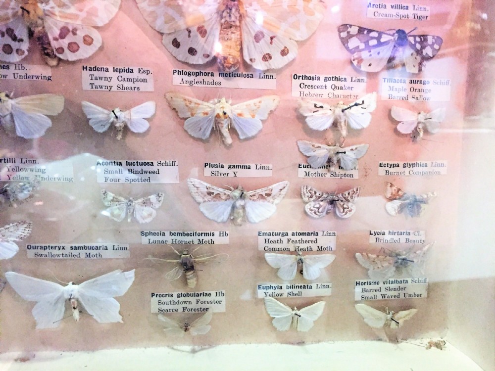 Early 20th Century Collection of Moths c.1910 View IV