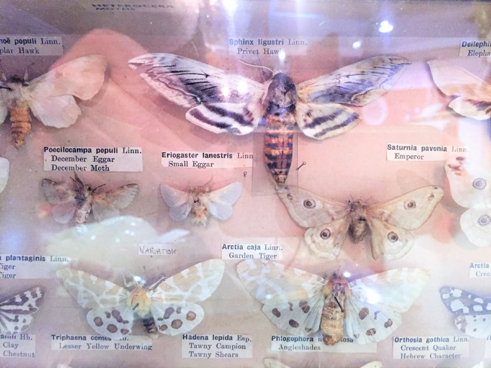 Early 20th Century Collection of Moths c.1910 View V