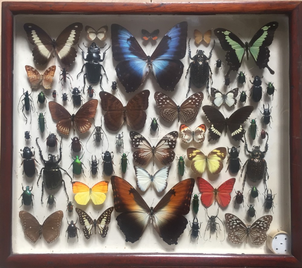 Collection of Butterflies and Other Insects c.1930