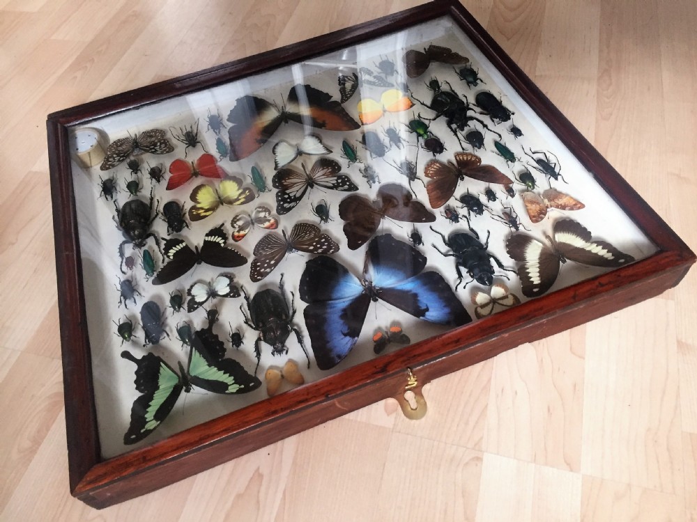 Collection of Butterflies and Other Insects c.1930 View II