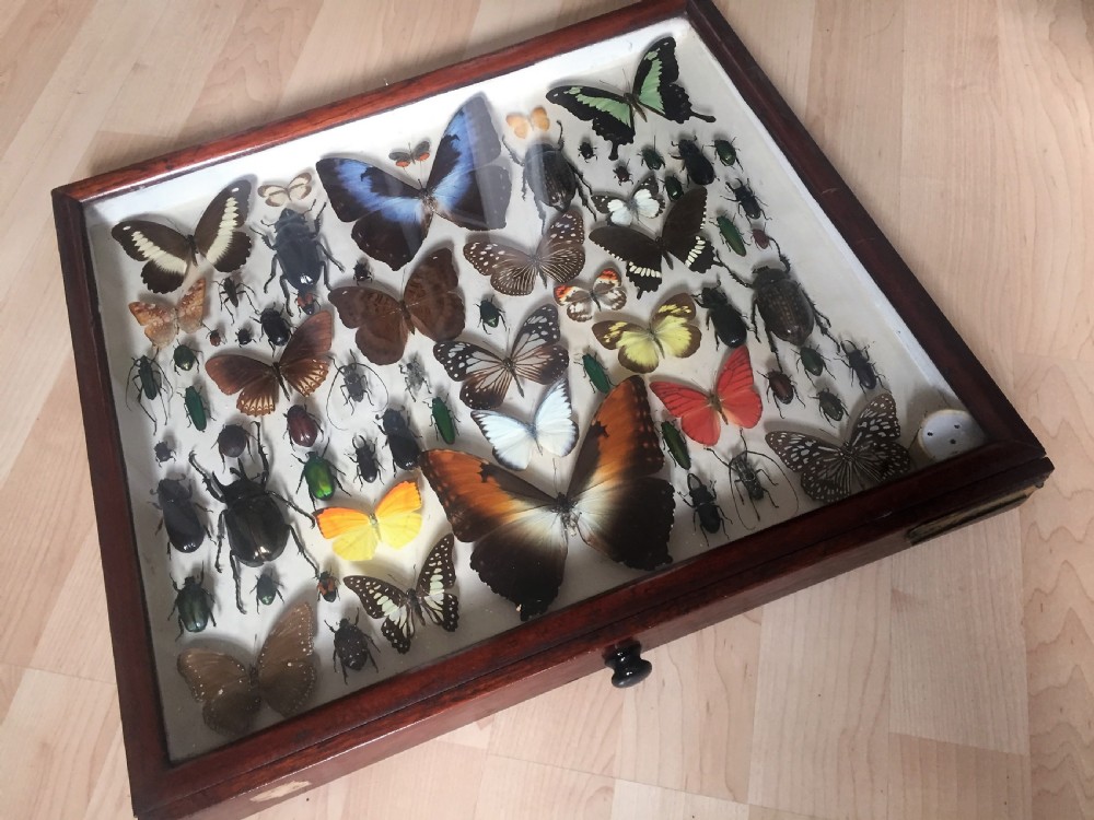 Collection of Butterflies and Other Insects c.1930 View III
