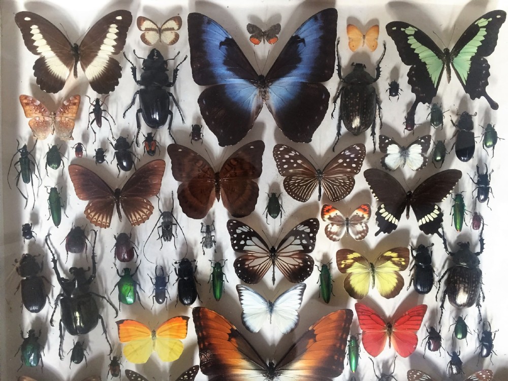 Collection of Butterflies and Other Insects c.1930 View IV