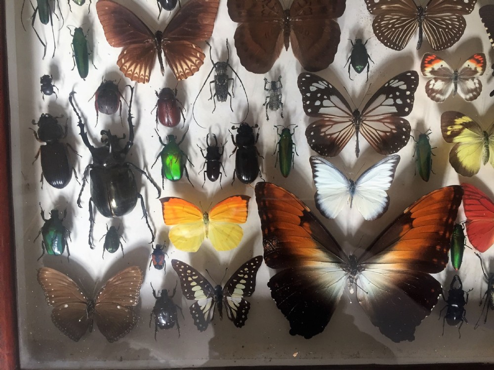 Collection of Butterflies and Other Insects c.1930 View V