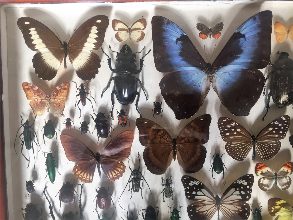 Collection of Butterflies and Other Insects c.1930 View VI
