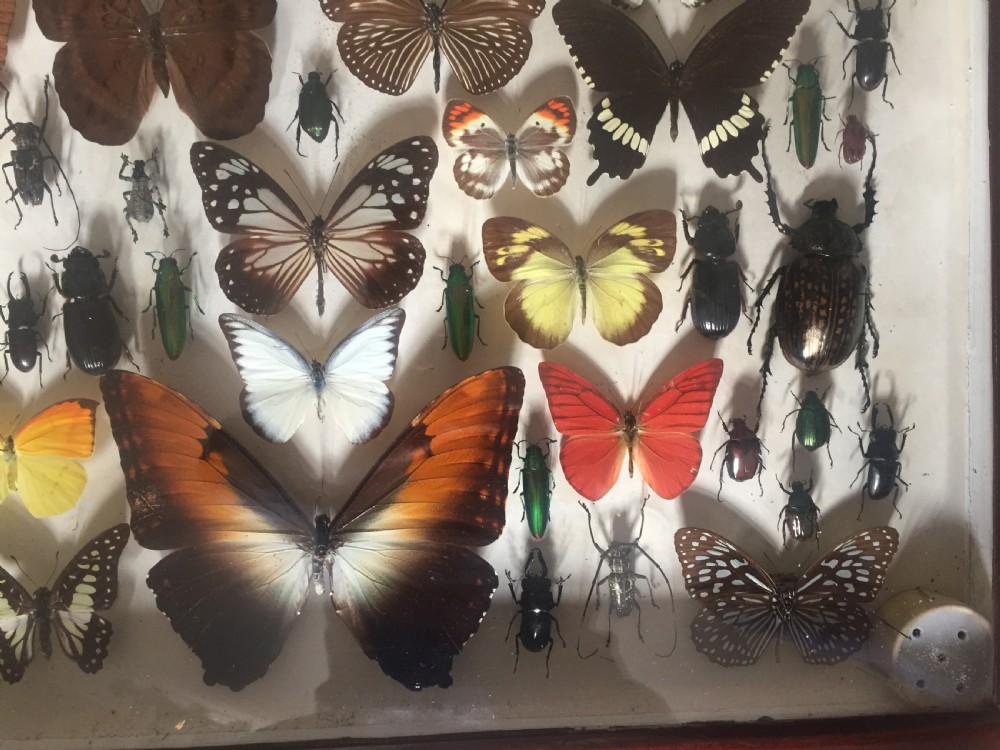 Collection of Butterflies and Other Insects c.1930 View VII