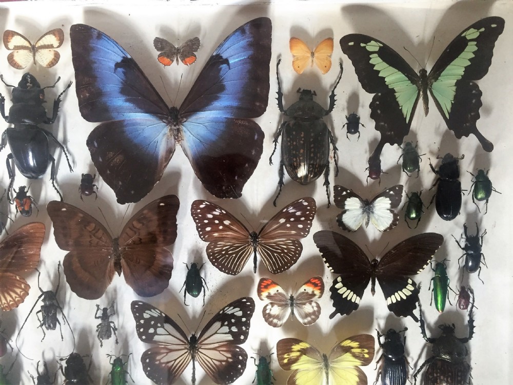 Collection of Butterflies and Other Insects c.1930 View VIII