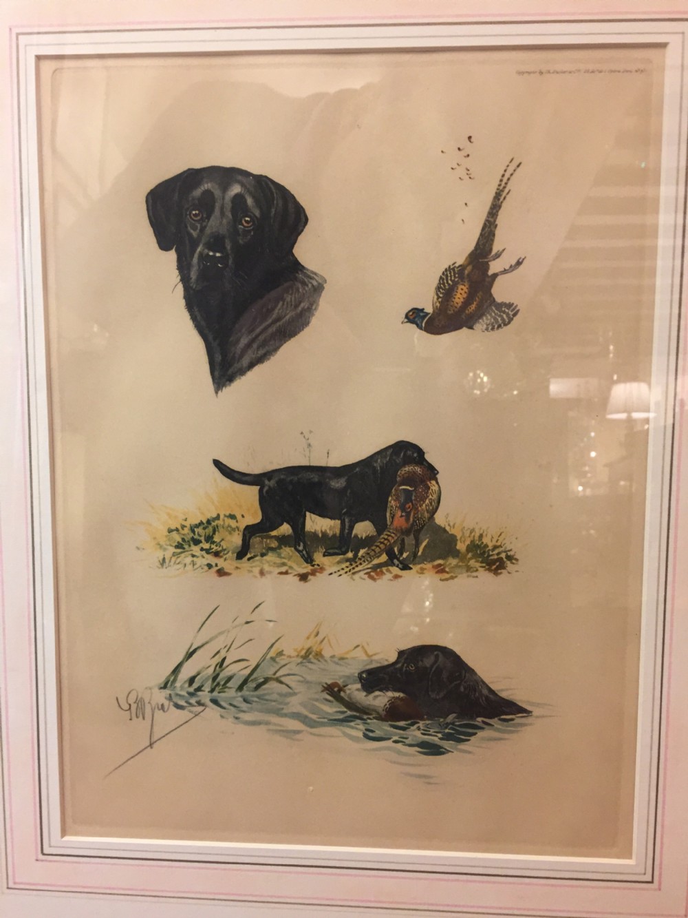 Original French Lithograph of a Hunting Labrador c.1910 View II