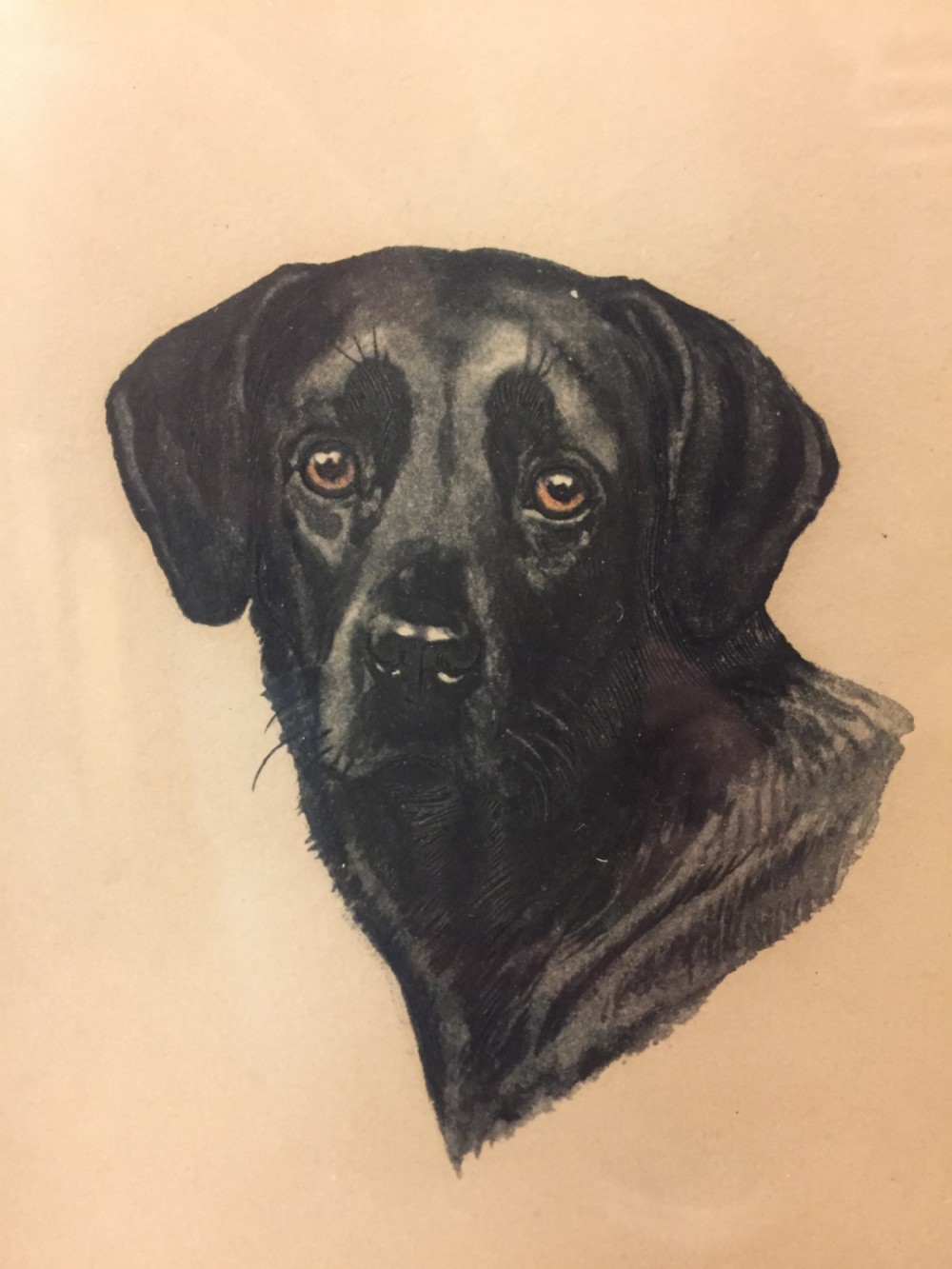 Original French Lithograph of a Hunting Labrador c.1910 View III