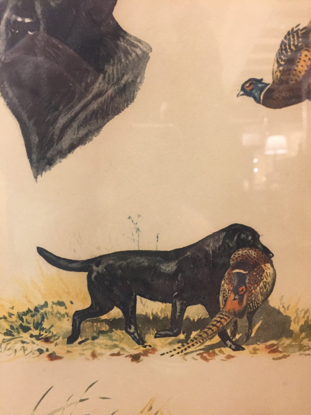 Original French Lithograph of a Hunting Labrador c.1910 View IV