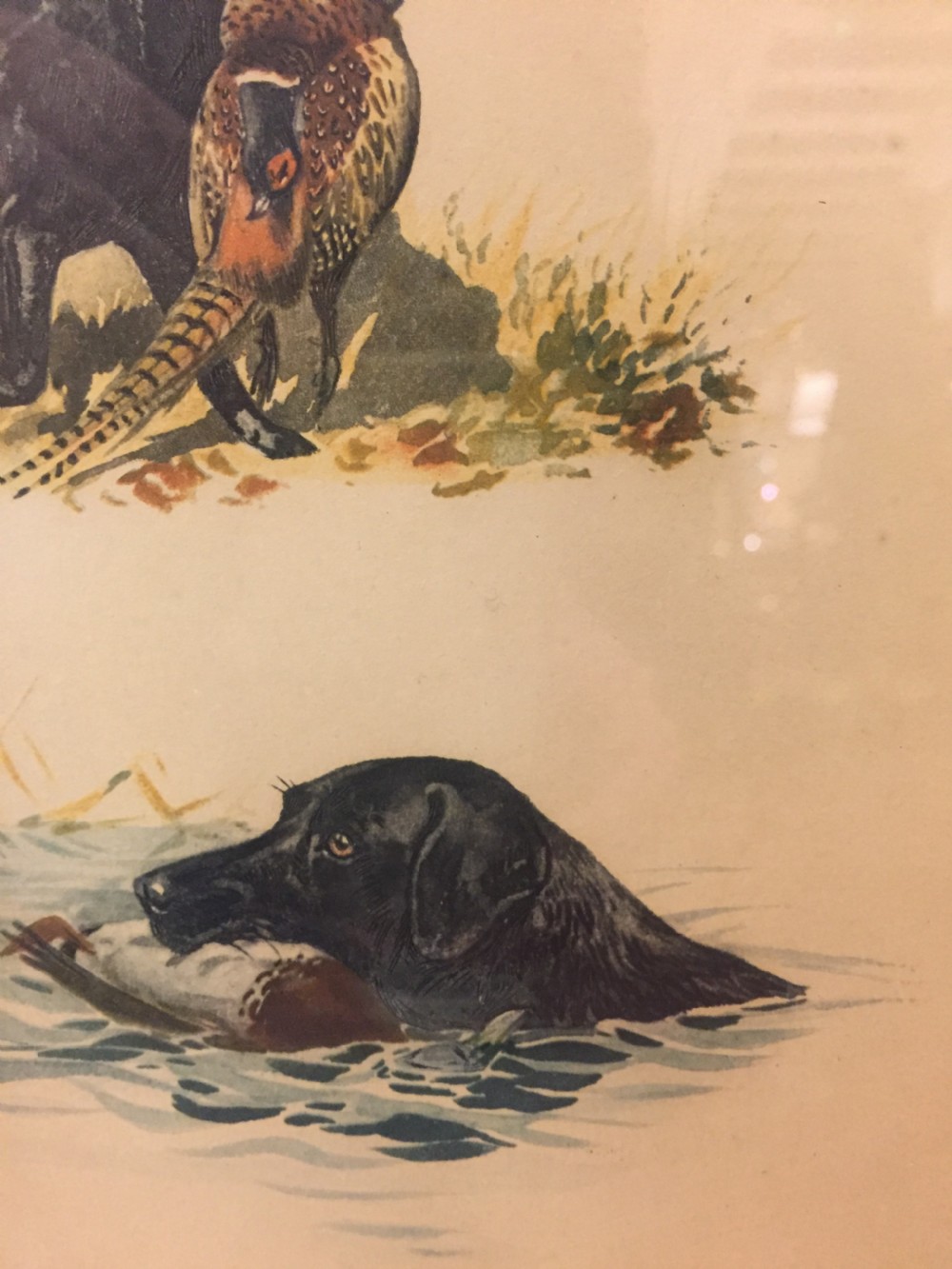 Original French Lithograph of a Hunting Labrador c.1910 View VI