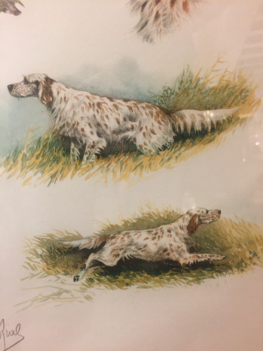 Original French lithograph of a spaniel c.1910 View IV