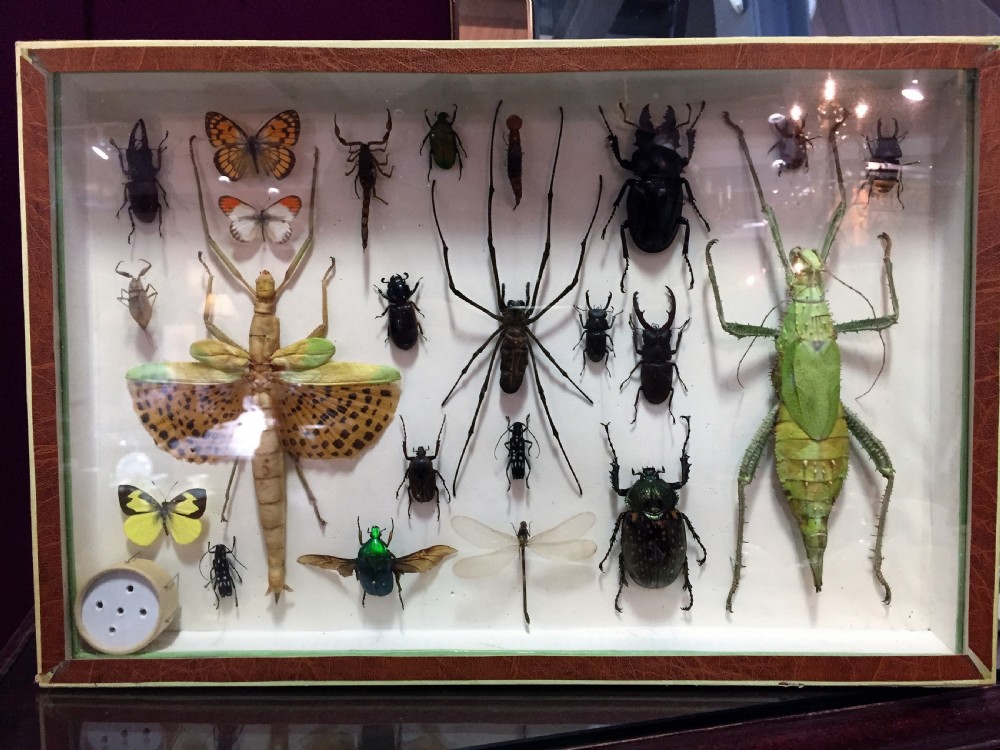 Specimen Display Case of Insects, French Early 20th Century