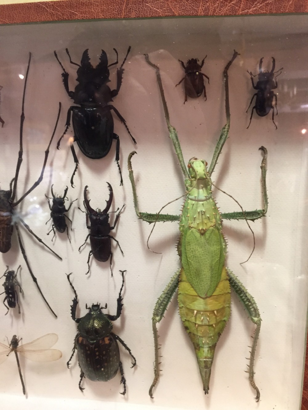 Specimen Display Case of Insects, French Early 20th Century View II