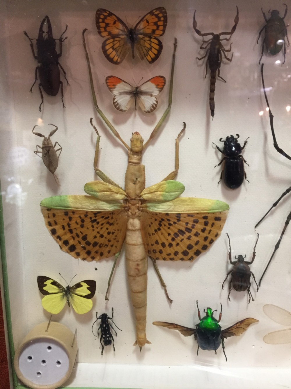 Specimen Display Case of Insects, French Early 20th Century View III