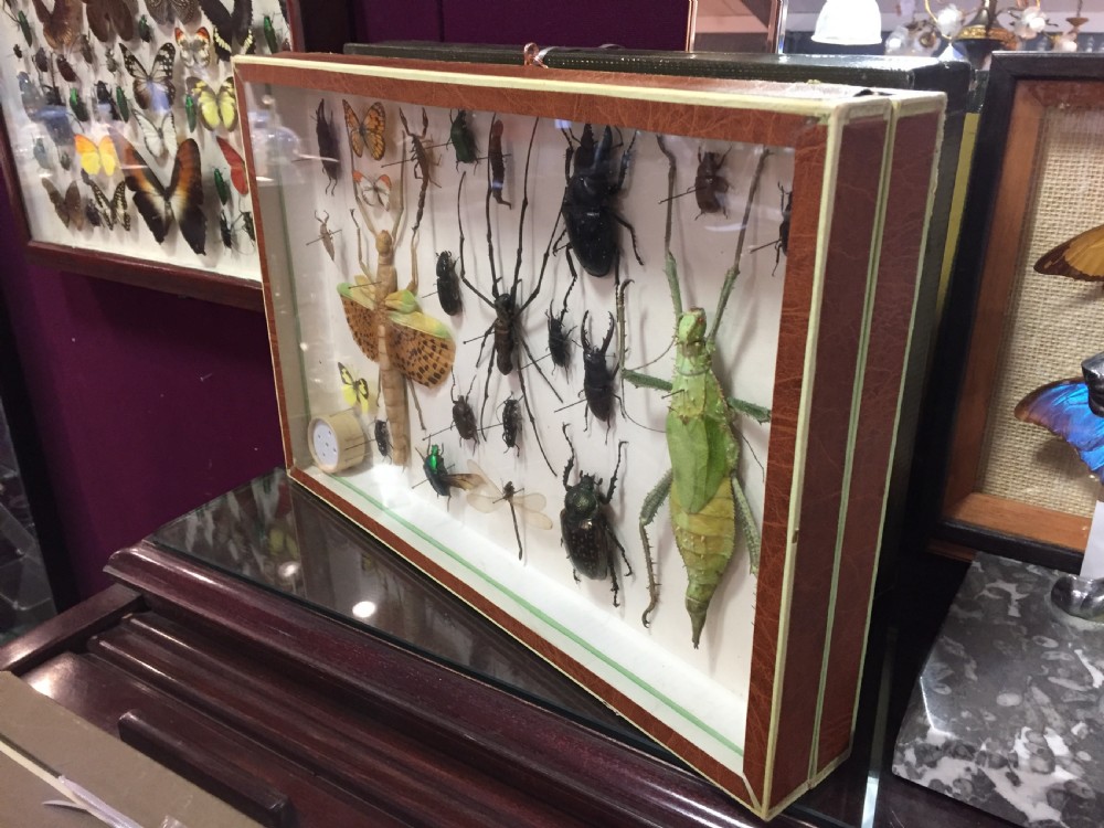 Specimen Display Case of Insects, French Early 20th Century View IV