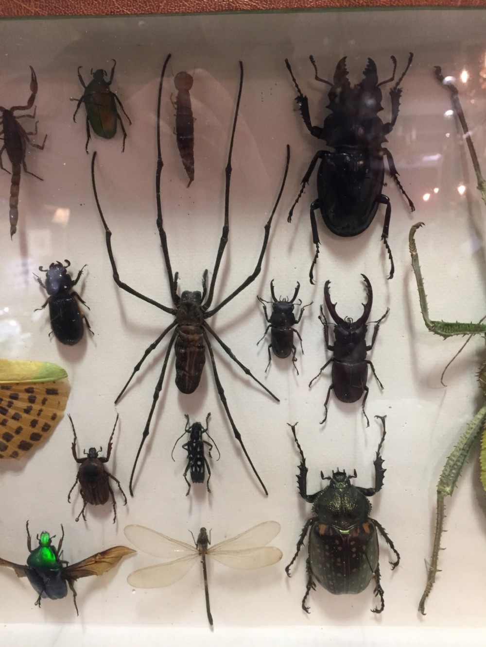Specimen Display Case of Insects, French Early 20th Century View V